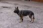 Preview: 7501 TSM vet-Pro Hund Bandage für das Vorderbein