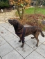 Preview: 7545 TSM Ellenbogen-Bandage für Hunde "Athena"
