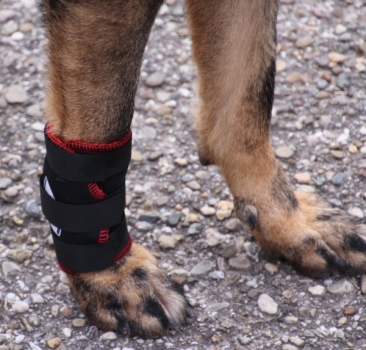 Bei leichter Instabilität und Arthrose im Vorderbein Ihres Hundes