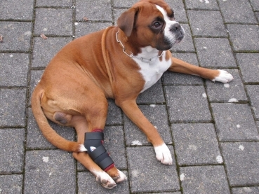 7531 TSM vet-Pro Reha-Bandage für das Hinterbein mit Schiene