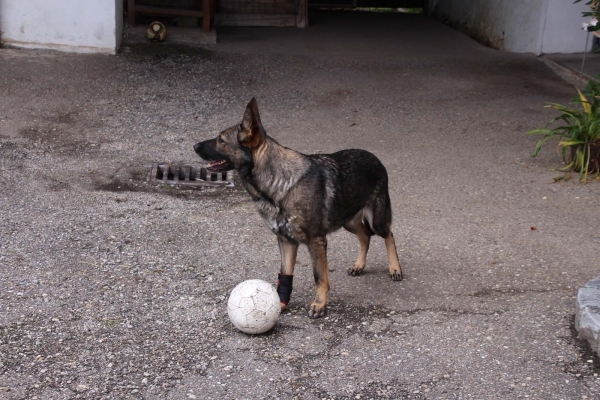 7501 TSM vet-Pro Hund Bandage für das Vorderbein