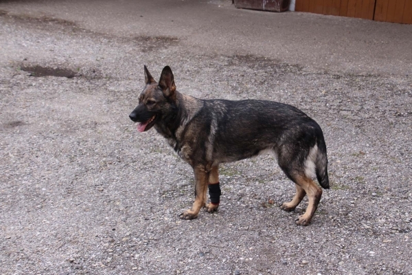 7501 TSM vet-Pro Hund Bandage für das Vorderbein