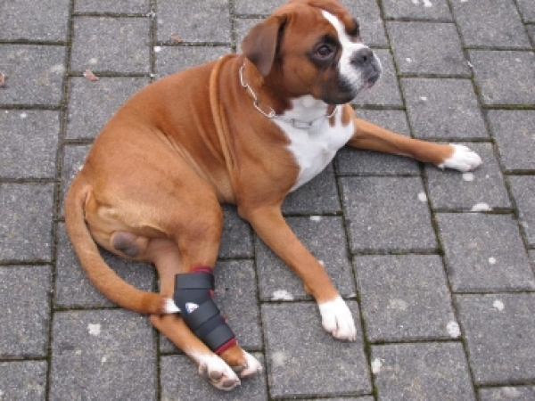7531 TSM vet-Pro Reha-Bandage für das Hinterbein mit Schiene