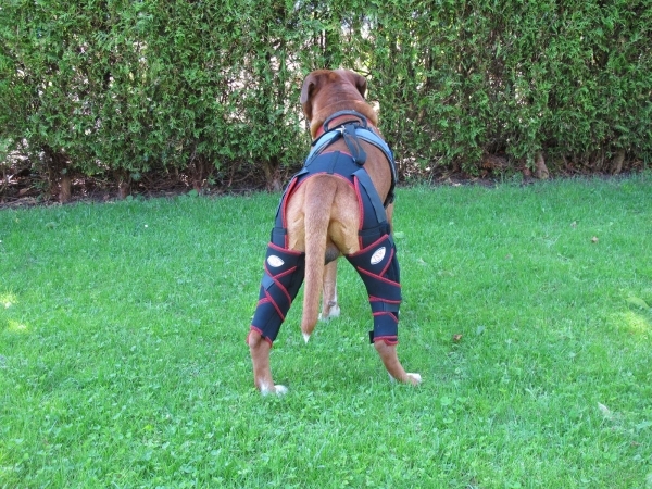 Die neue TSM vet Kniebandage für Hunde