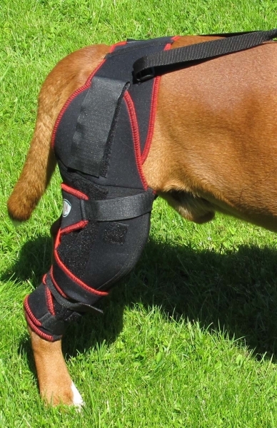 Hier erkennen Sie die außen- und innenliegenden eingearbeiteten Federn der TSM Hundekniebandage Carthago 7535