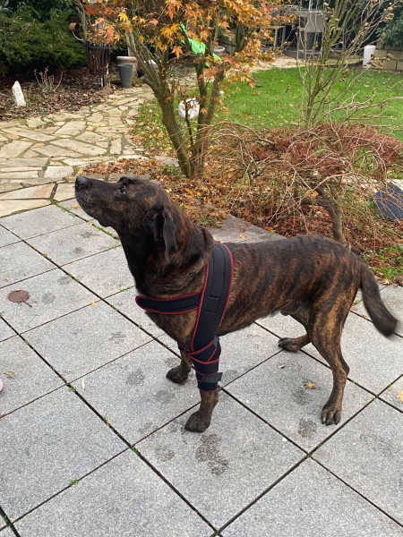 7545 TSM Ellenbogen-Bandage für Hunde "Athena"