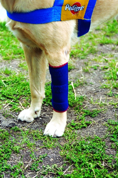 Bei leichter Instabilität und Arthrose im Vorderbein Ihres Hundes
