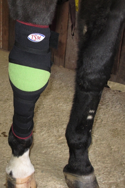 Weitere Ansicht der TSM vet-Reha Polsterbandage für das Vorderfußwurzelgelenk für Pferde